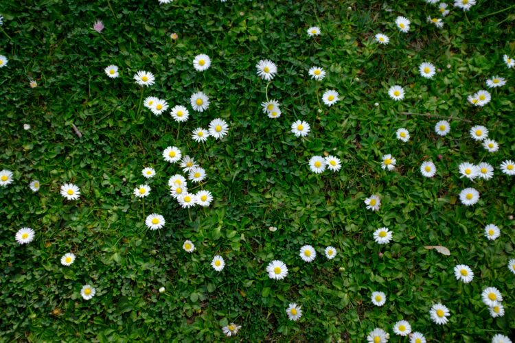 Ein ruhiger Frühlingsmorgen: Ein Spaziergang zum Schrebergarten