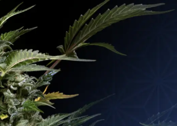 Sensi Seeds: Pionier und Marktführer in der Welt der Cannabissamen