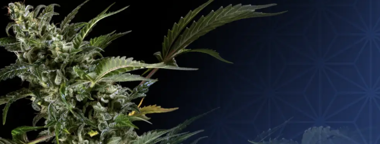 Sensi Seeds: Pionier und Marktführer in der Welt der Cannabissamen