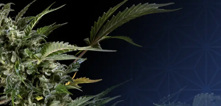 Sensi Seeds: Pionier und Marktführer in der Welt der Cannabissamen