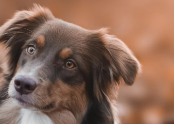 Natürliche Tierliebe und Qualität mit wildfang.pet