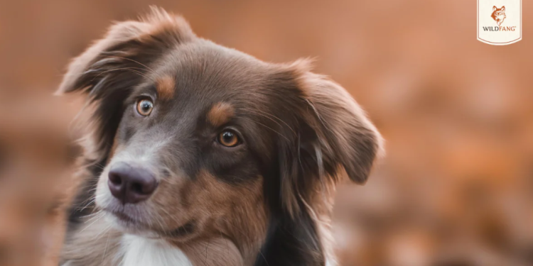 Natürliche Tierliebe und Qualität mit wildfang.pet