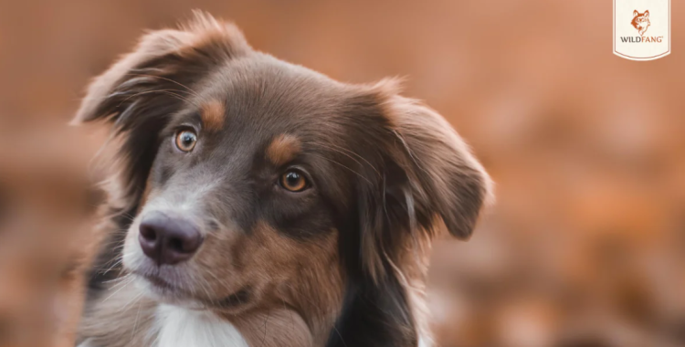 Natürliche Tierliebe und Qualität mit wildfang.pet