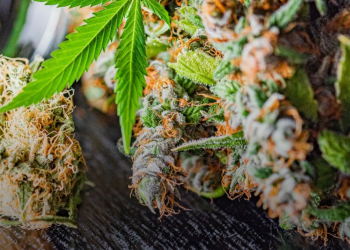 cbdblume – Natürliches Wohlbefinden mit hochwertigem CBD