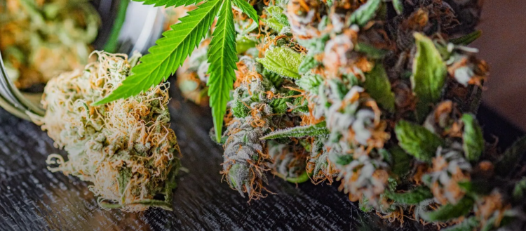 cbdblume – Natürliches Wohlbefinden mit hochwertigem CBD