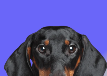 Alles über heyholy – maßgeschneiderte Ernährung für glückliche Hunde