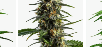 Blimburn Seeds: Vielfalt und Auswahl an Saatgut