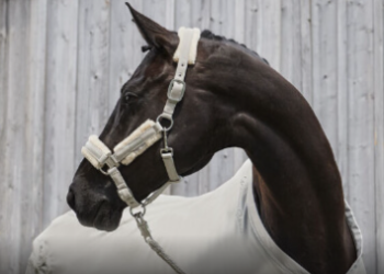 Ein umfassender Blick auf Horse Shop und hochwertige Reitsportprodukte