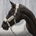 Ein umfassender Blick auf Horse Shop und hochwertige Reitsportprodukte