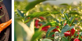 chili-shop24 und die Welt der scharfen Spezialitäten