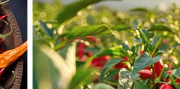 chili-shop24 und die Welt der scharfen Spezialitäten